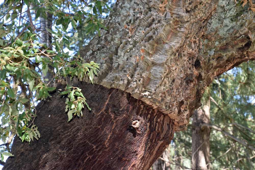 Korkeiche auf Sardinien