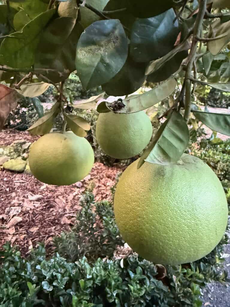 Pomelo, riesengross und sehr gut