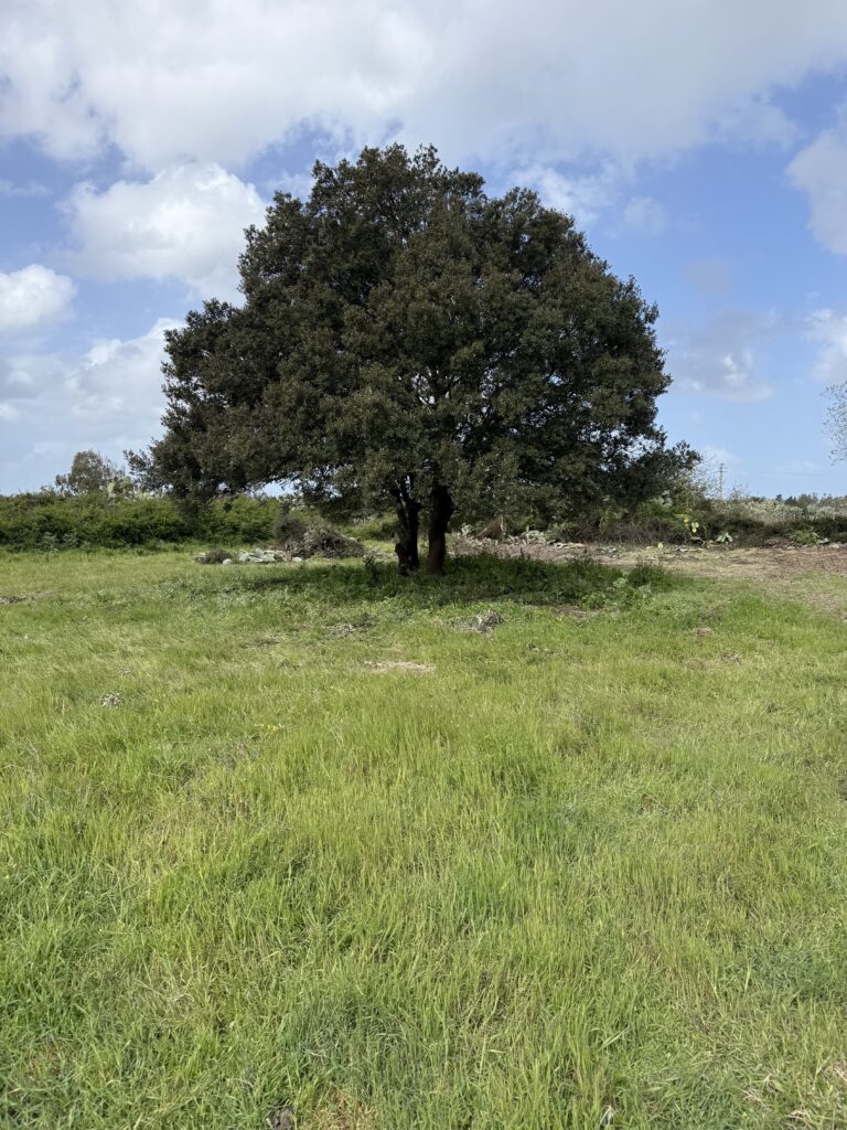 eine typische Steineiche in Sardinien