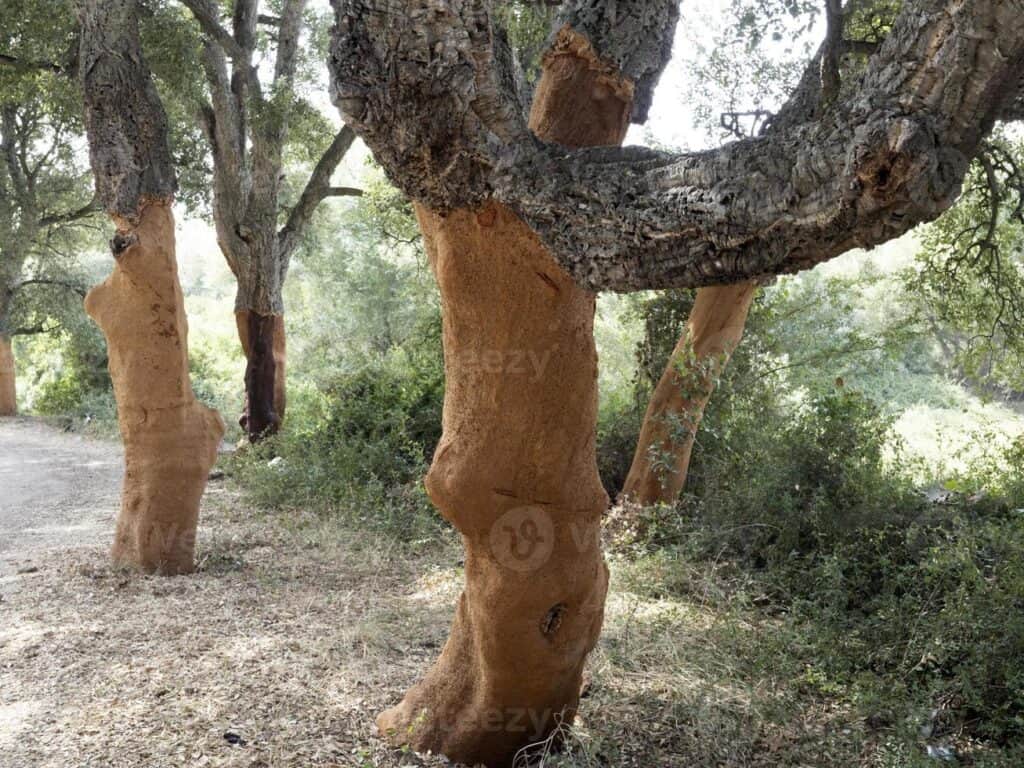 geschälte Korkeiche aus Sardinien