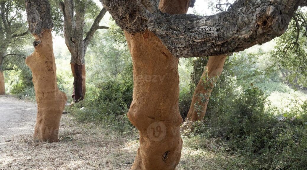 geschälte Korkeiche aus Sardinien