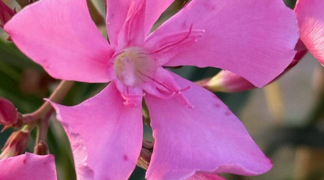 Oleander Blumen