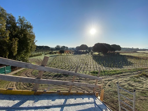 View of the new vines in winter