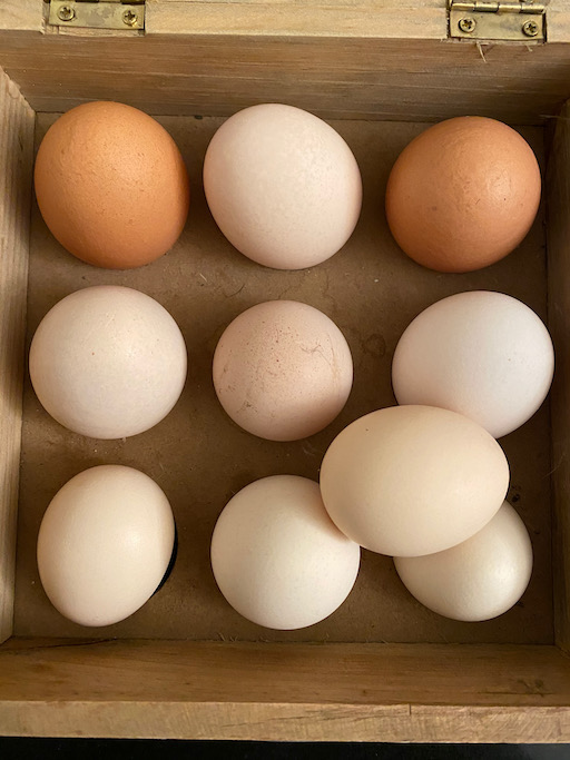 Egg box filled