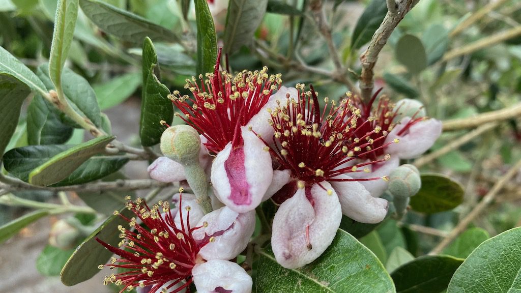 Fiore di Feijova