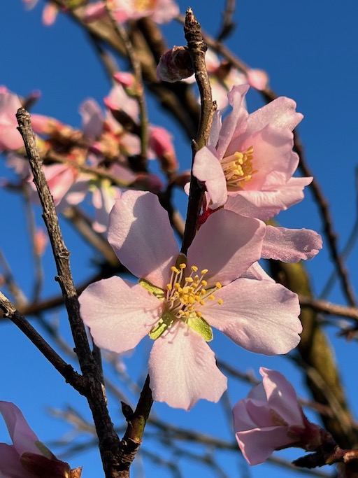 At the end of January, the almond trees bloom