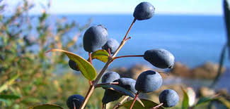 L'arbusto di mirto è molto comune in Sardegna da molti secoli.