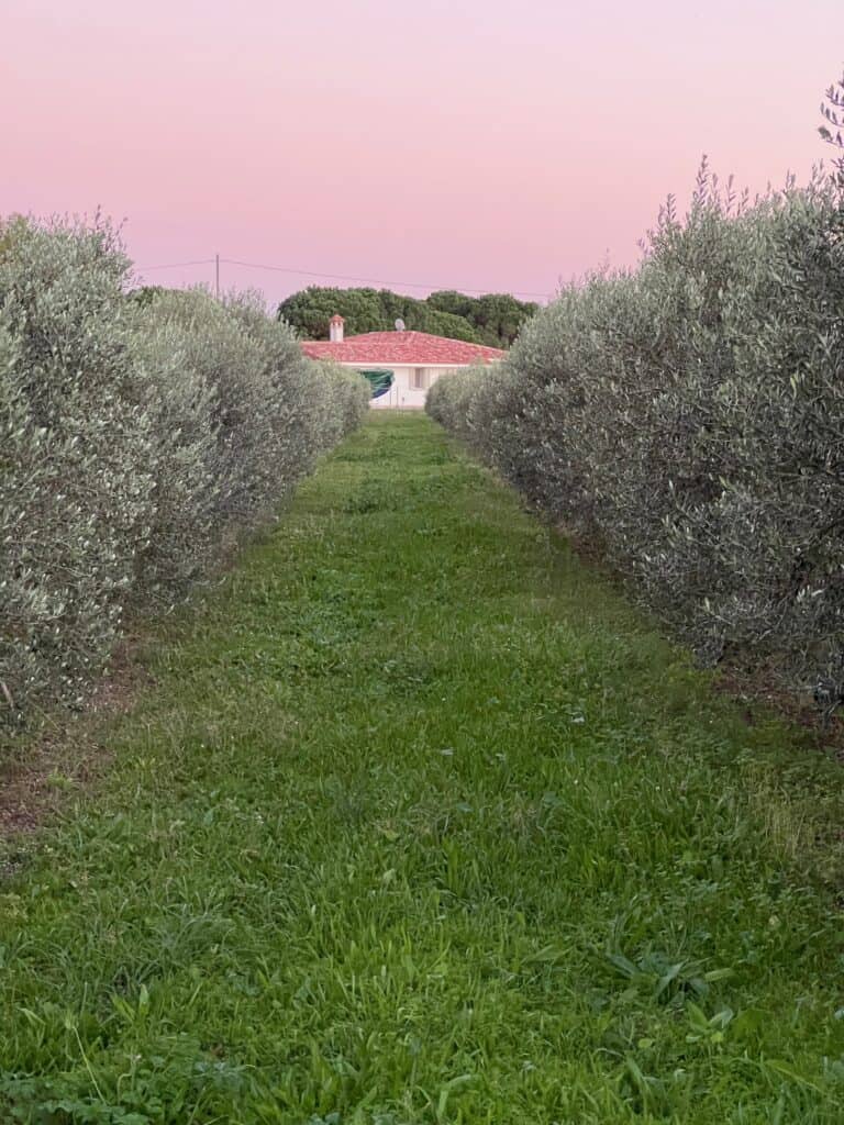 oliveto intensivo mit unserem neuen Zuhause