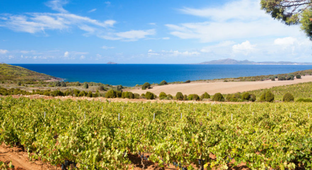 Vineyard by the sea