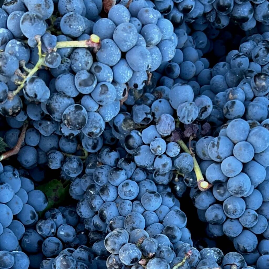 rote Trauben bei der Ernte