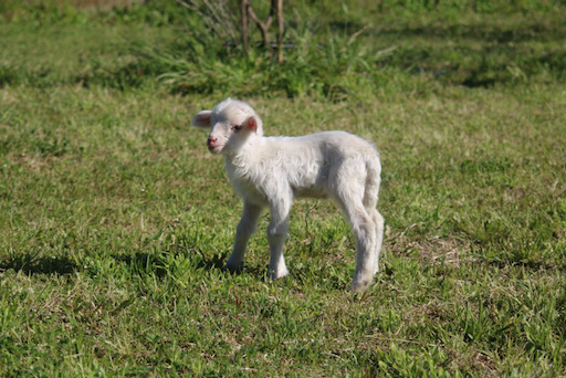 junges Schaf das erste Mal auf der Weide