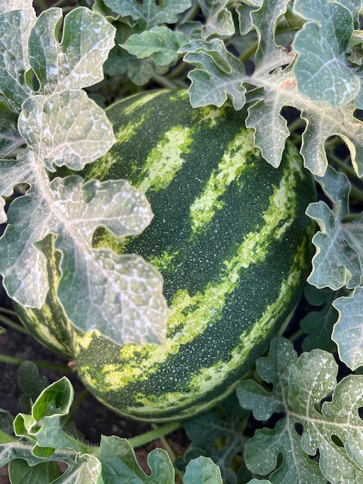 Wassermelone im Wachstum