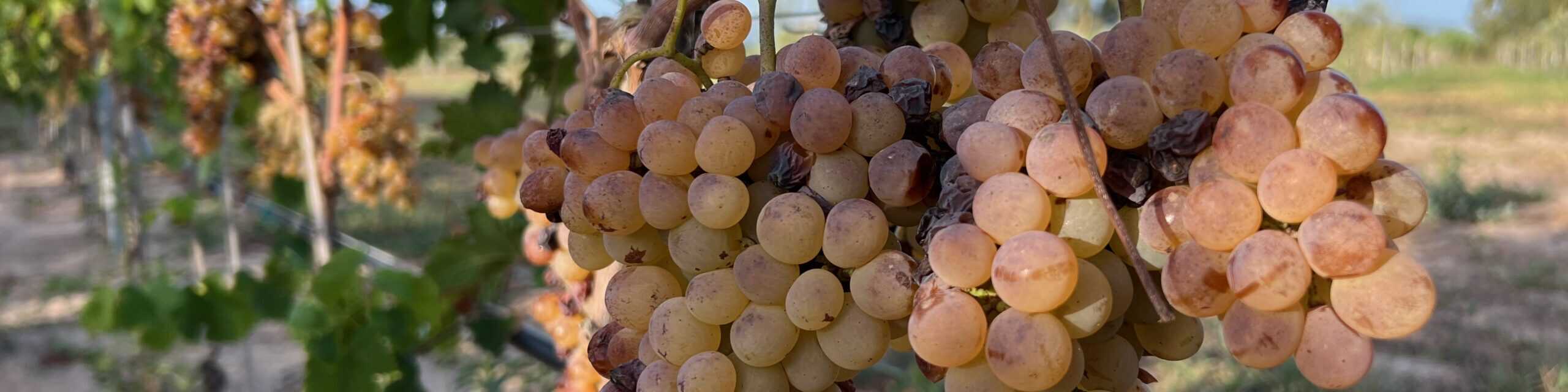 Vermentino weisse Trauben quer