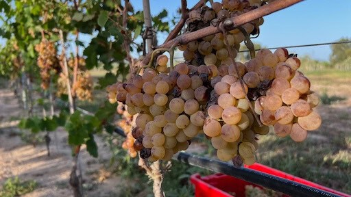 Der Vermentino ist bereit zur Ernte